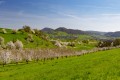 Aussicht über den Fricktaler Chriesiweg
